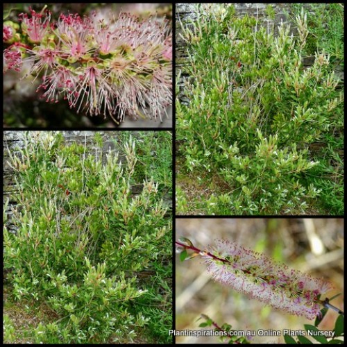 Bottlebrush Father Christmas x 1 Plant Native Plants Hardy Red Lemon Cream Flowering Shrubs Callistemon pallidus Xmas